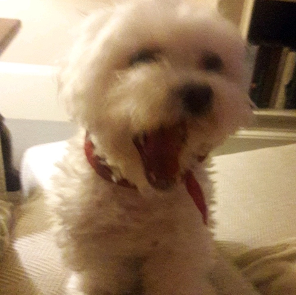 Meet your Posher, Julie